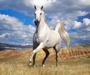 Puzzle Άσπρο άλογο στην εξοχή